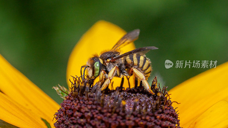 两刺Anthidium oblongatum, Oblong cotton bee，羊毛cardder bee, Rudbeckia，菊科。